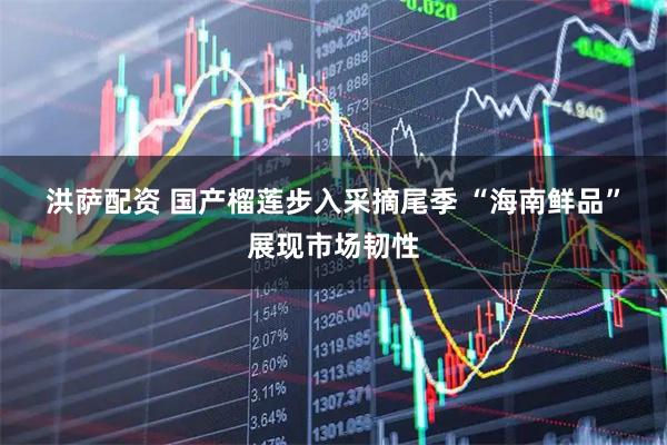 洪萨配资 国产榴莲步入采摘尾季 “海南鲜品”展现市场韧性